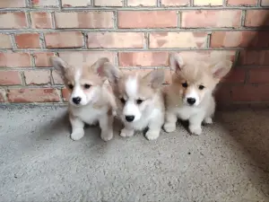 Корги продажа щенки