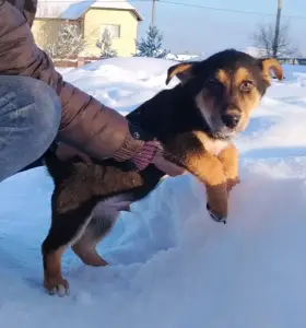 Щенки в дар.