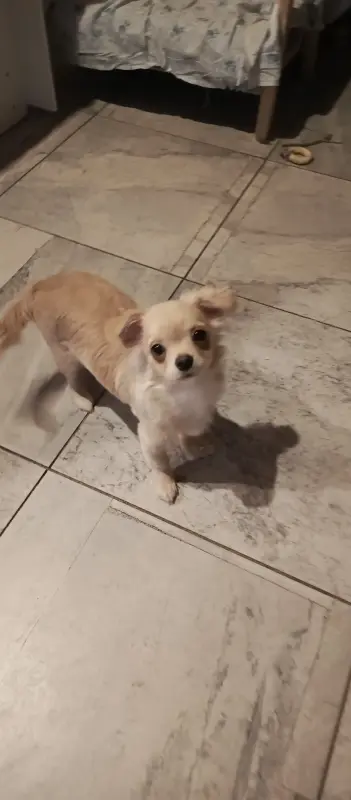 Чихуахуа - Вся Беларусь - 234262 - Доска объявлений Kupika.by - Фото 2