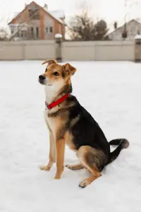 Собака Жучок ждет свою семью (в дар)