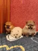 Щенки померанского шпица. - Вся Беларусь - 235144 - Доска объявлений Kupika.by - Фото 2
