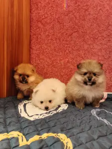 Щенки померанского шпица.