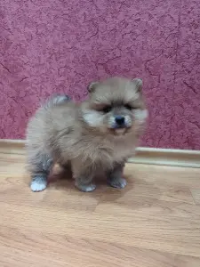 Померанский шпиц девочка.