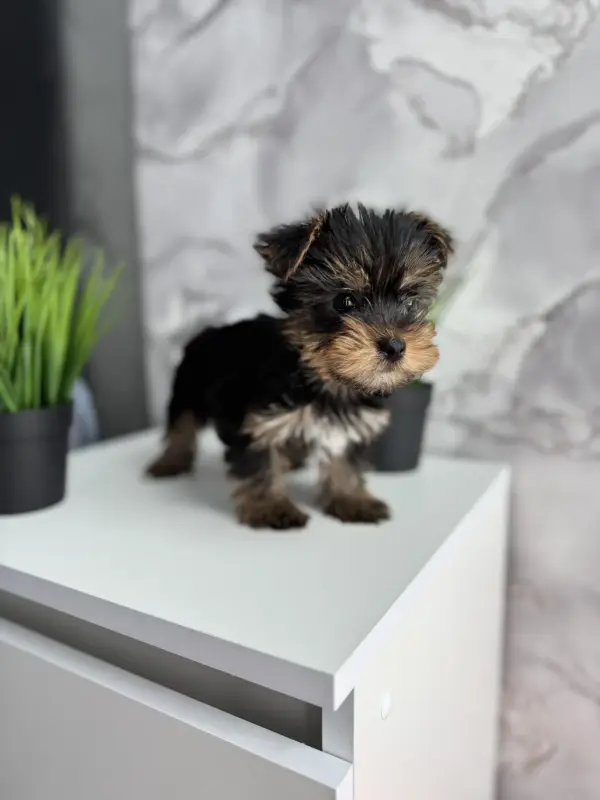 Собаки - Йоркширский терьер - Вся Беларусь Йоркширский терьер - Вся Беларусь - 238099 - Доска объявлений Kupika.by