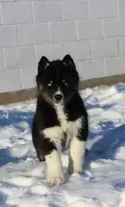 Домашние питомцы