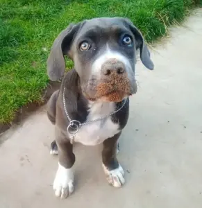 Воспитание щенка (Минск, Минская обл., Онлайн)