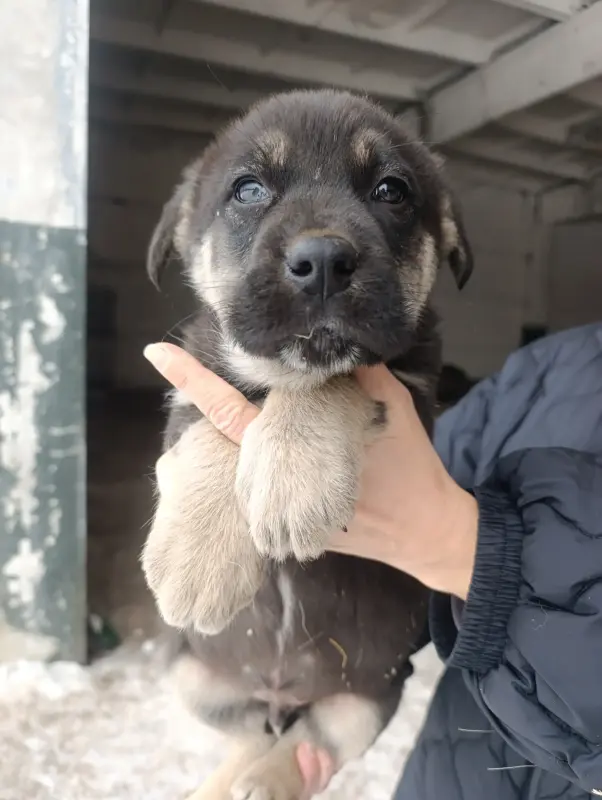 Собаки - Щенки - Вся Беларусь Щенки - Вся Беларусь - 238269 - Доска объявлений Kupika.by