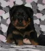 Собаки - щенки ротвейлера - Вся Беларусь щенки ротвейлера - Вся Беларусь - 235523 - Доска объявлений Kupika.by