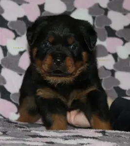 щенки ротвейлера