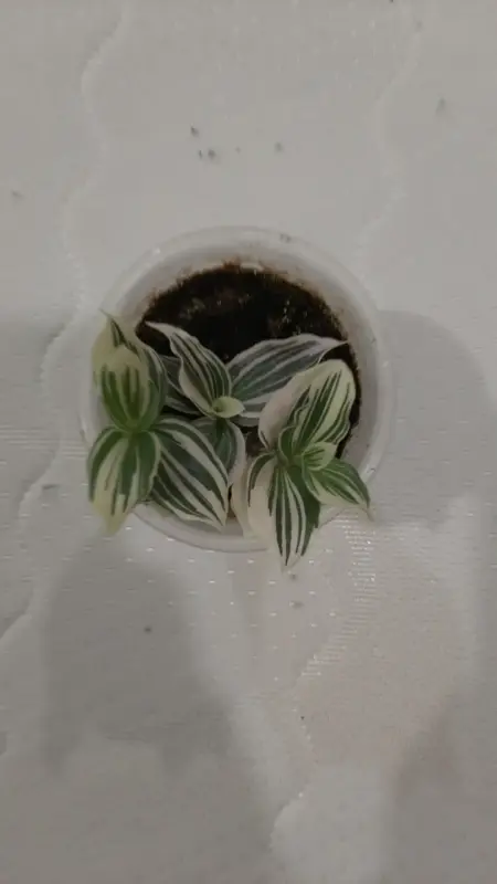 Продам комнотный цветок торг возможен