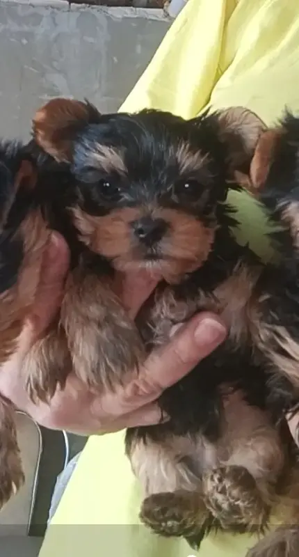 Йоркширский терьер