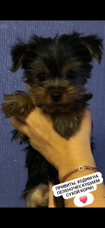 Йоркширский терьер - Вся Беларусь - 236501 - Доска объявлений Kupika.by - Фото 4