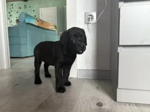 Щенки лабрадора