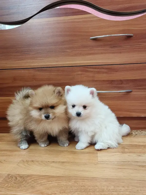 Девочки померанского шпица