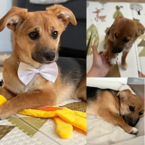 Алиска малышка в поисках дома