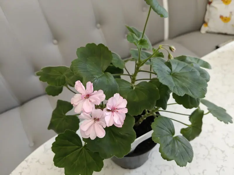 Герань цветущая розовой окраски Occold Lagoon - Вся Беларусь - 236038 - Доска объявлений Kupika.by - Фото 8