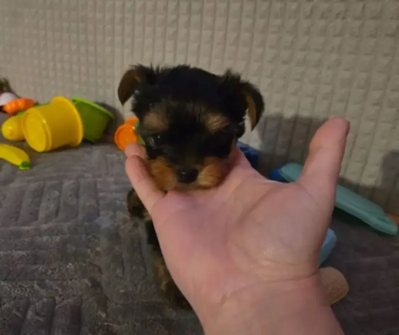 Собаки - Щенки - Вся Беларусь Щенки - Вся Беларусь - 235866 - Доска объявлений Kupika.by