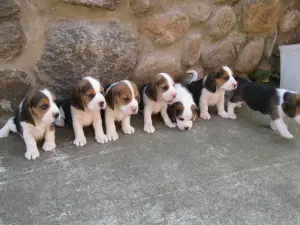 Щенки Бигля