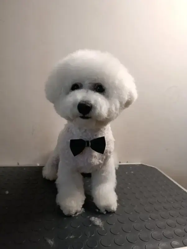 Вязка (случка) Бишон-фризе