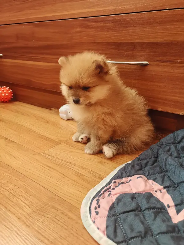 Померанский шпиц девочка. - Вся Беларусь - 235521 - Доска объявлений Kupika.by - Фото 3