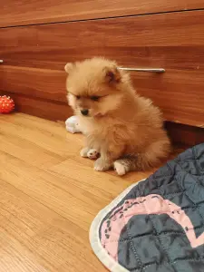 Померанский шпиц девочка.