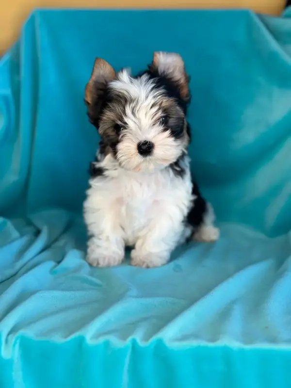 Щенки бивер-йорк и йорка разные окрасы доставка рб рф