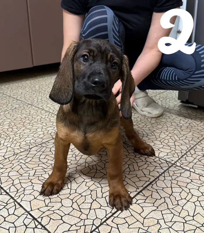 Щенки баварской горной гончей