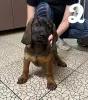 Щенки баварской горной гончей - Вся Беларусь - 238064 - Доска объявлений Kupika.by