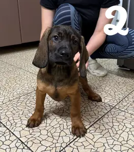 Щенки баварской горной гончей