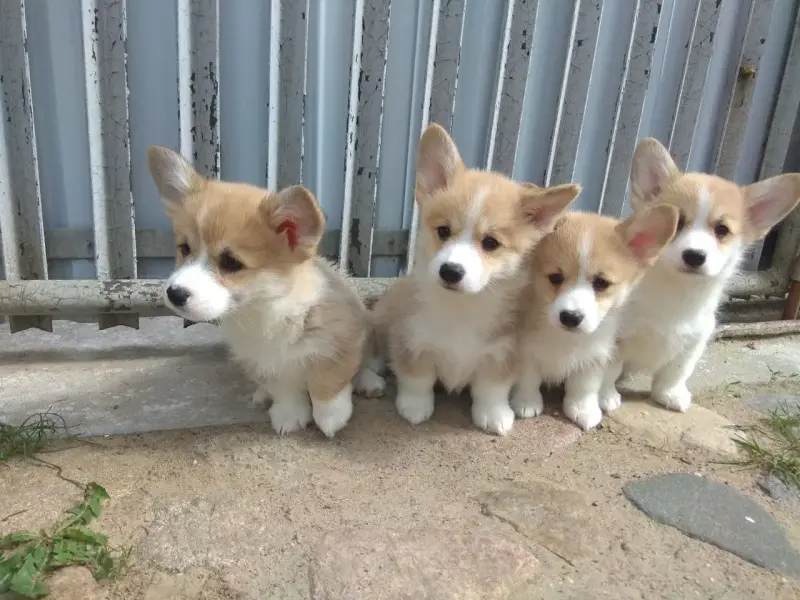 Корги продажа щенков - Вся Беларусь - 236820 - Доска объявлений Kupika.by - Фото 4
