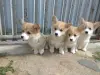 Корги продажа щенков - Вся Беларусь - 236820 - Доска объявлений Kupika.by - Фото 4