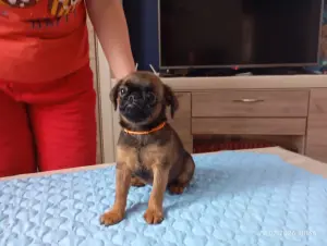 щенки пти брабансона