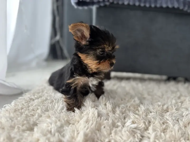 Йоркширский терьер - Вся Беларусь - 237623 - Доска объявлений Kupika.by - Фото 8