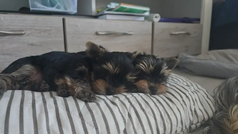 Мини йоркширский терьер - Езерище - 234061 - Доска объявлений Kupika.by - Фото 4