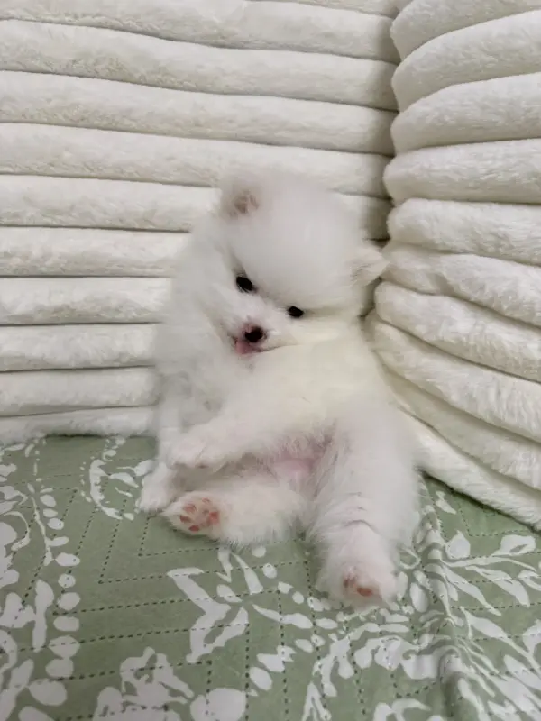 Померанский шпиц мальчики - Кличев - 238225 - Доска объявлений Kupika.by - Фото 6