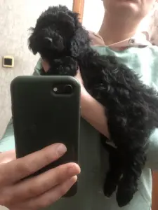 Щенки среднего пуделя