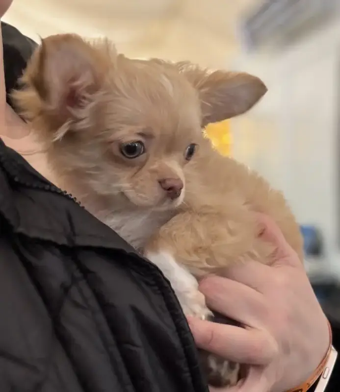 Чихуахуа щенок - Вся Беларусь - 236982 - Доска объявлений Kupika.by - Фото 2