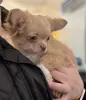 Чихуахуа щенок - Вся Беларусь - 236982 - Доска объявлений Kupika.by - Фото 2