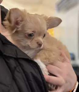 Чихуахуа щенок