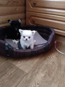 Щенок чихуахуа