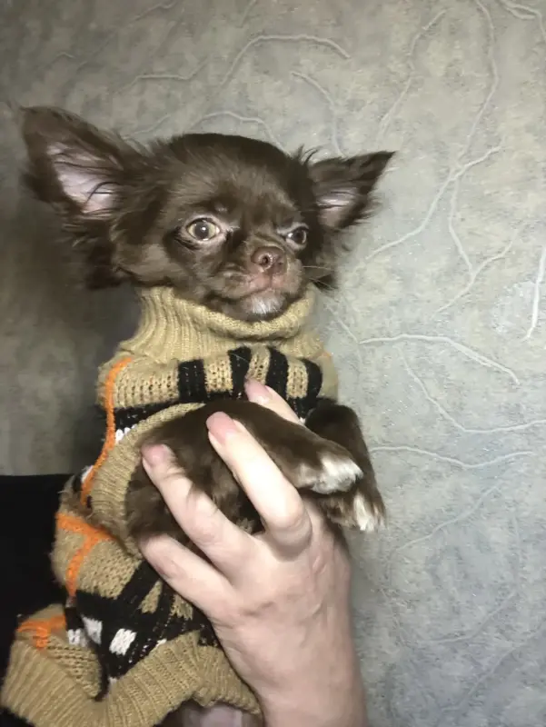 Чихуахуа щенок - Ошмяны - 237124 - Доска объявлений Kupika.by - Фото 7