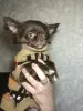 Чихуахуа щенок - Ошмяны - 237124 - Доска объявлений Kupika.by - Фото 7