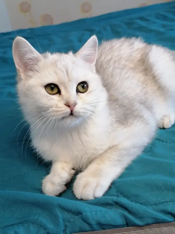 Британский котёнок