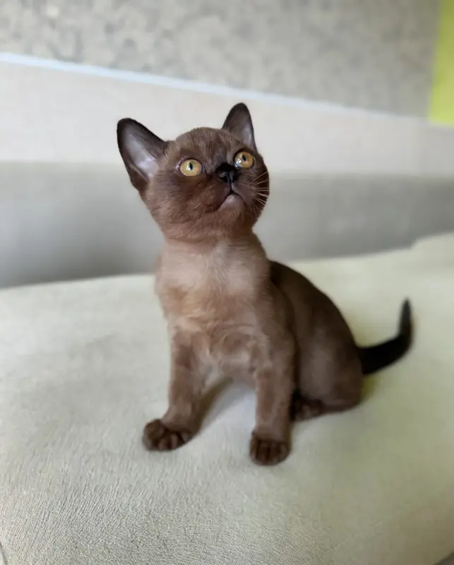 Американская бурма