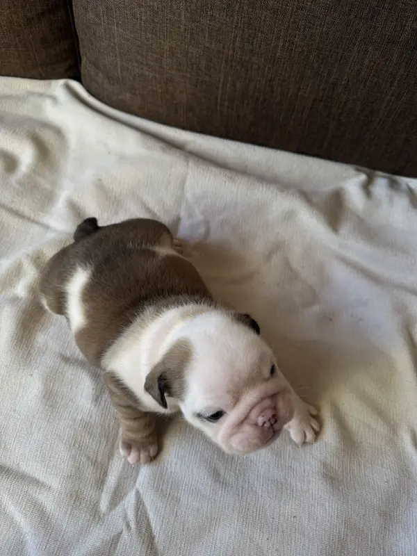 Щенки аглийского бульдога - Вся Беларусь - 238265 - Доска объявлений Kupika.by - Фото 6