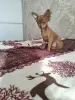 Мальчик чихуахуа красивого окраса - Вся Беларусь - 238325 - Доска объявлений Kupika.by - Фото 2
