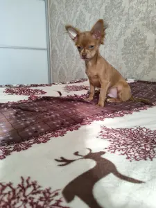 Мальчик чихуахуа красивого окраса