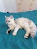 Британский котёнок - Вся Беларусь - 235511 - Доска объявлений Kupika.by - Фото 4