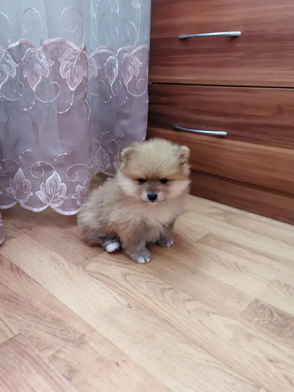 Собаки - Девочка померанского шпица - Вся Беларусь - Фото 3 Девочка померанского шпица - Вся Беларусь - 235351 - Доска объявлений Kupika.by - Фото 3