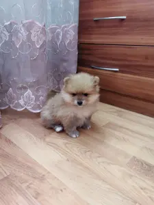 Девочка померанского шпица